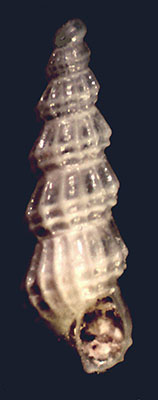 Chrysallida fenestrata